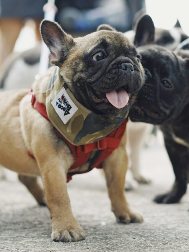 fawn pugs on ground