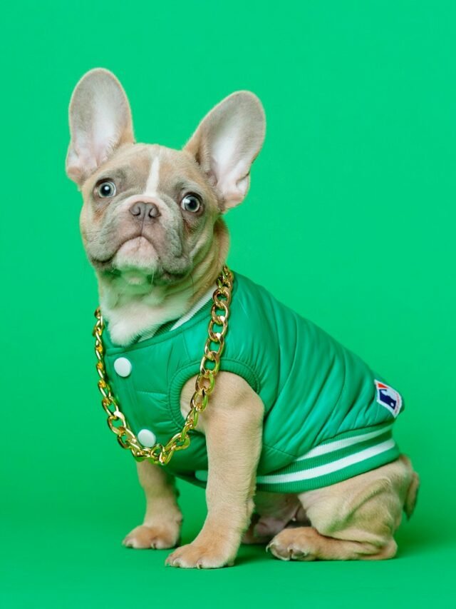 brown and white short coated puppy wearing green shirt
