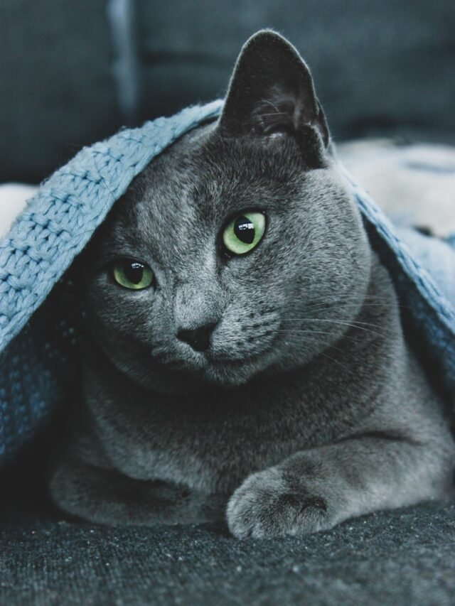 russian blue cat wearing blue knit cap