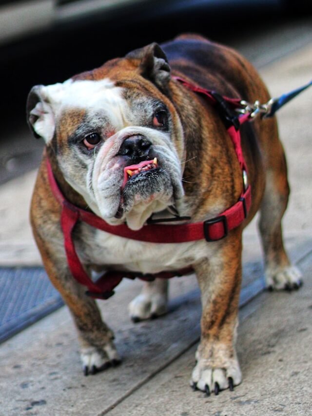 English Bulldog