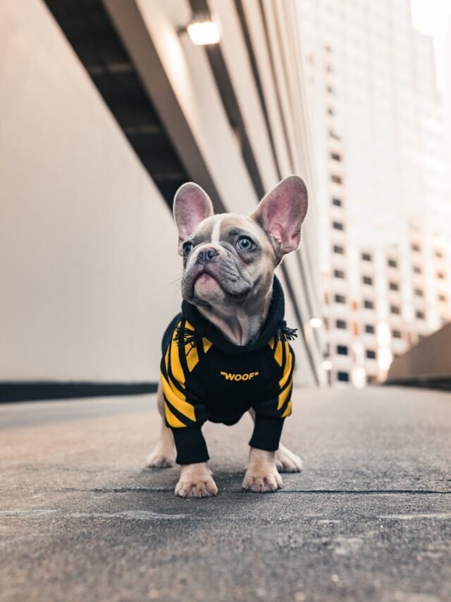 brown french bulldog wearing black and yellow shirt