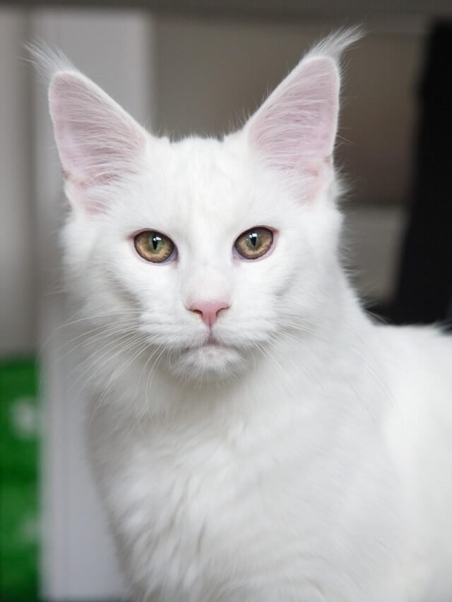 white cat in close up photography
