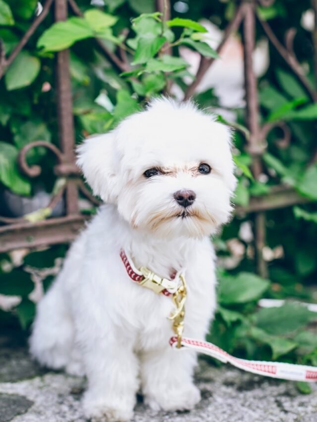 white shih tzu near green plant