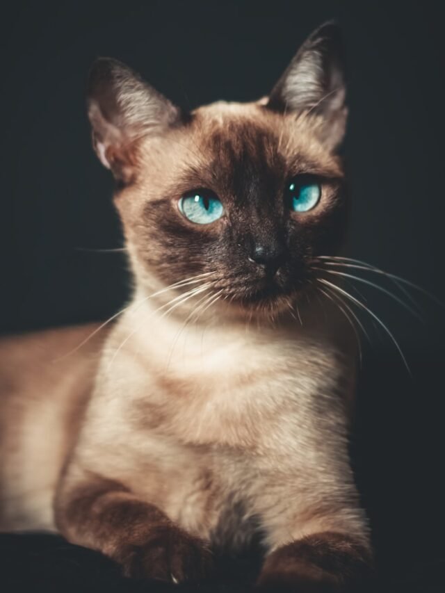 Siamese Cat