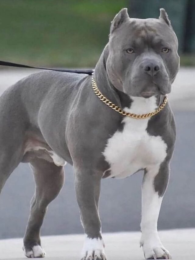 American Pitbull Terrier