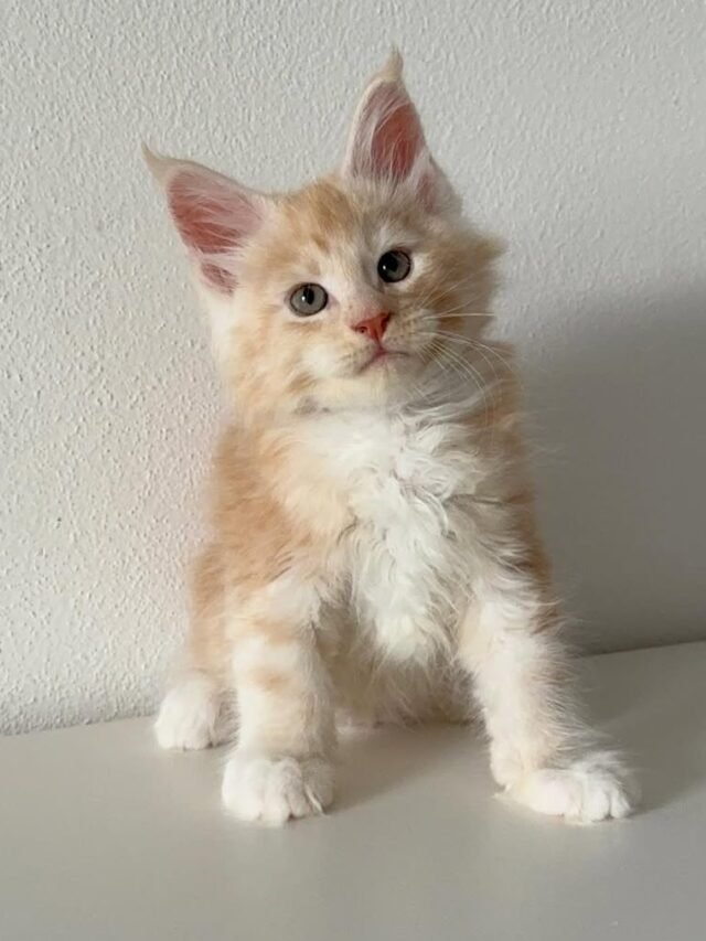 BB Lions Sole www.bblions.it #mainecoon #mainecooncat #mainecoonsofinstagram #mainecoonkitten #cat #cats #gatto