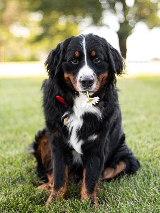 Bernese Mountain Dog (2)