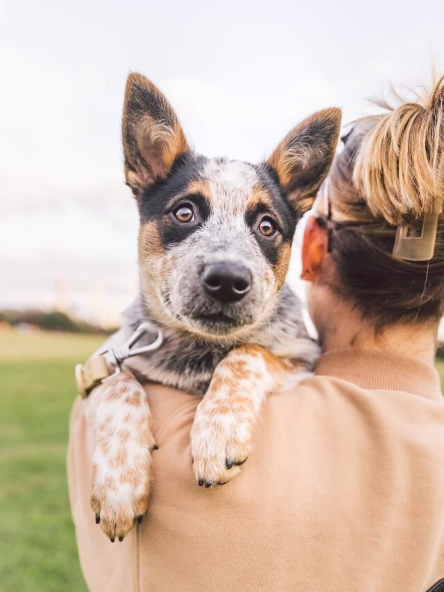 Blue Heeler (2)