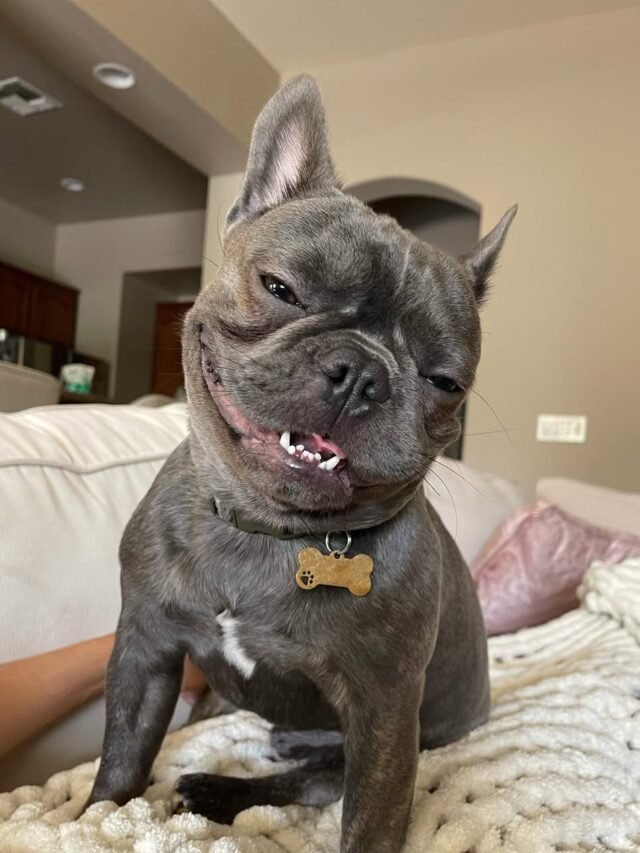 French Bulldog (3)