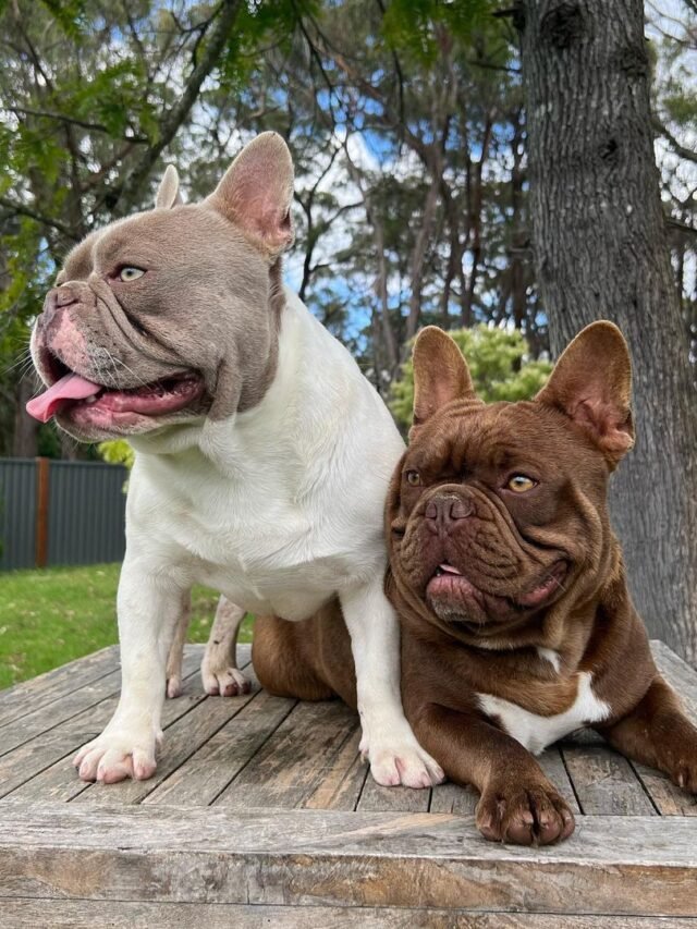 French Bulldog (8)