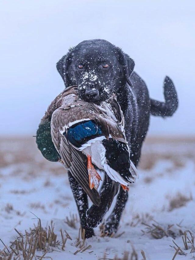 Hunting Dog Breeds