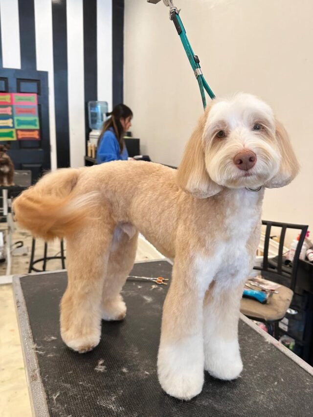 Labradoodle (2)