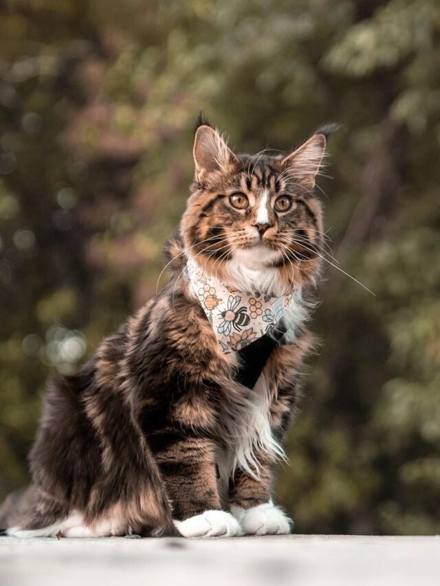 Maine Coon (2)