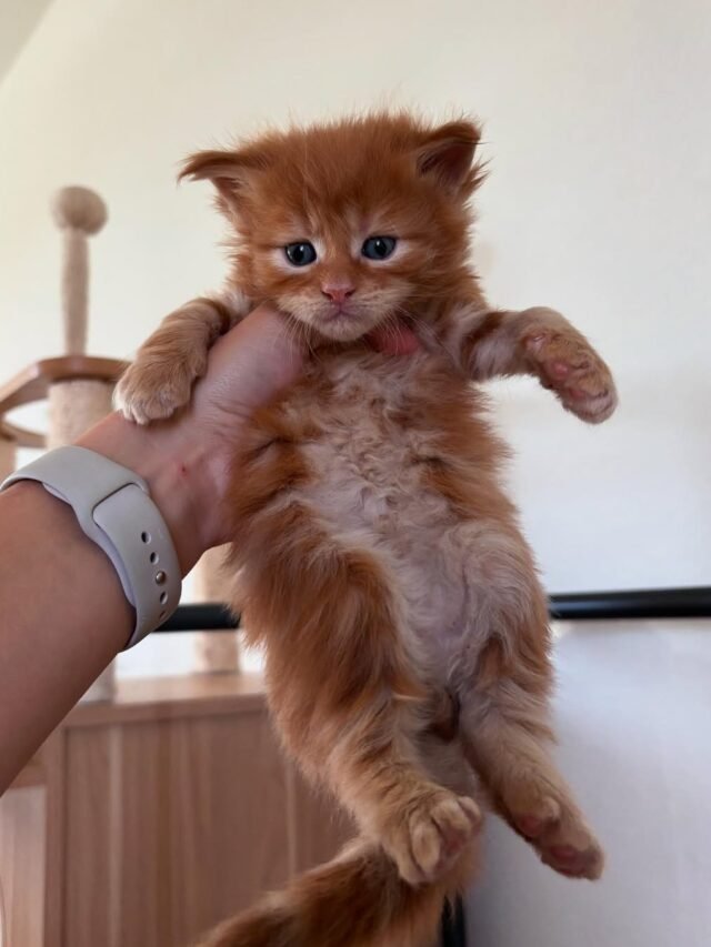 Maine Coon (3)