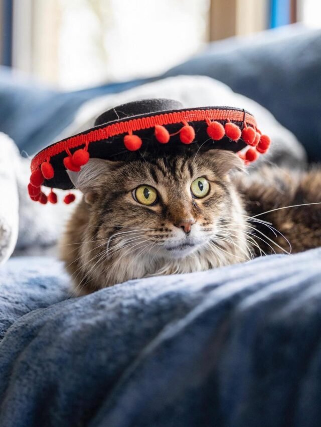 Maine Coon (4)