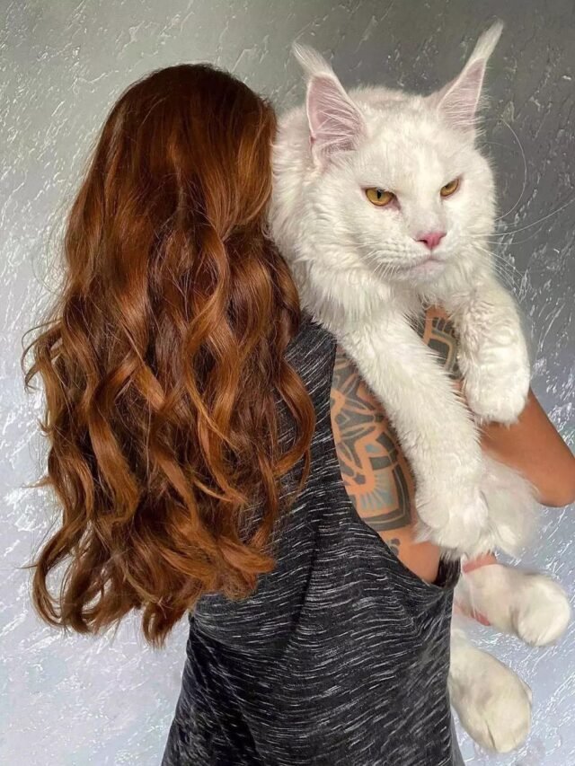 Maine Coon (4)