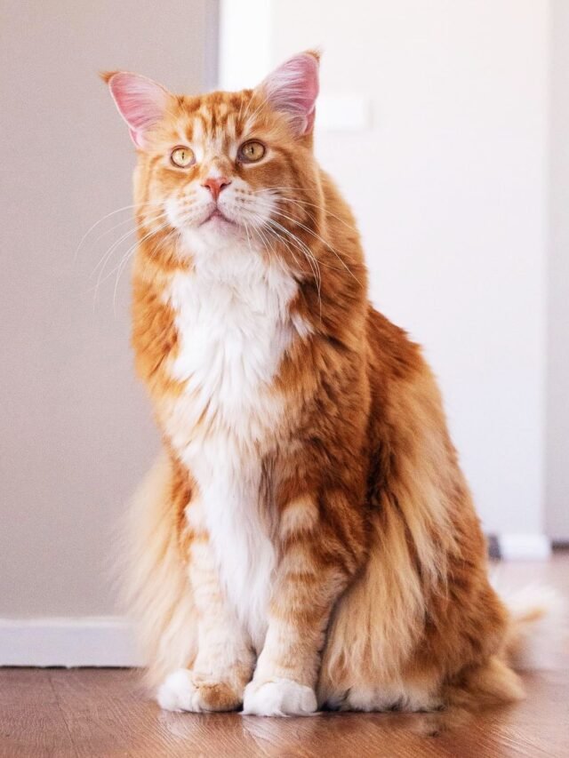 Maine Coon gg