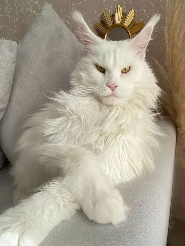 Maine Coon
