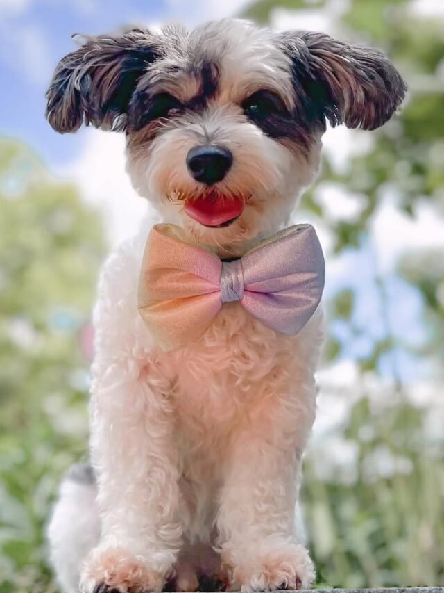 My mommy said smiles are contagious. Did my smile make you smile Bow tie by @21bays Code MILO15#21stdayfor21bays #havanese #dogmomscircleoftrust #havaneseofinstagram #havanesepuppy #m