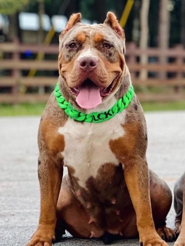 Pitbull (12)