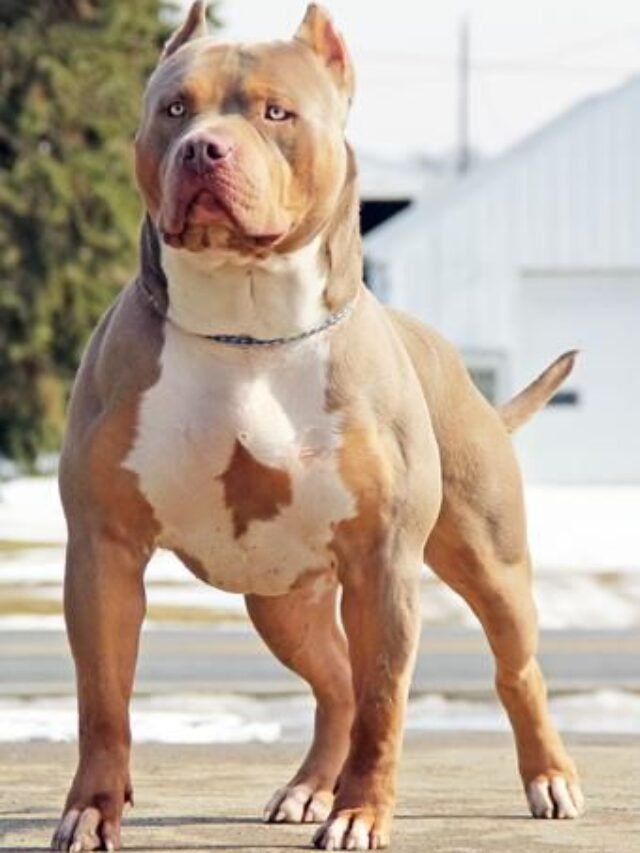 Pitbull S