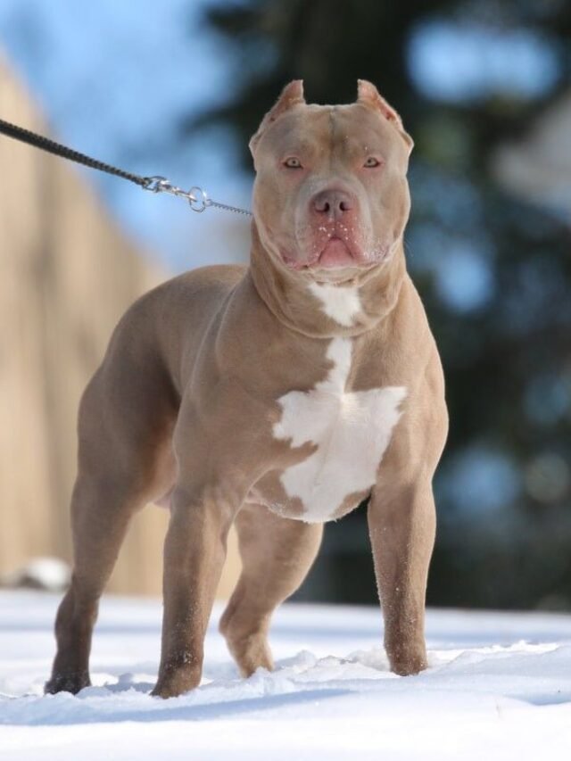 Pitbulls