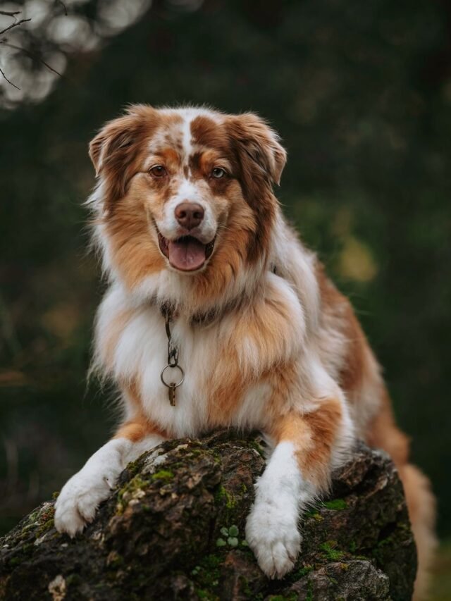 australian shepherd (18)