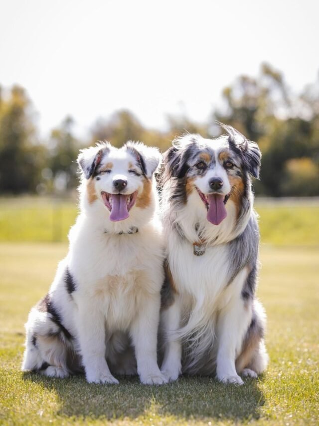 australian shepherd (26)