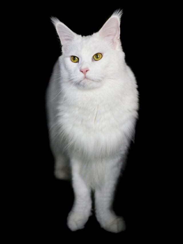 Maine Coon Cat