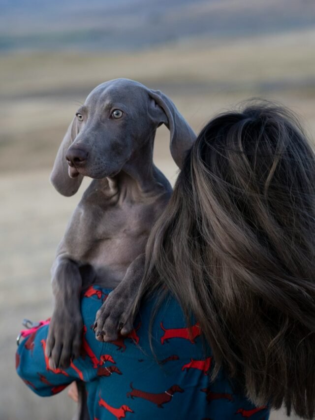 woman in red shirt hugging gray short coated dog
