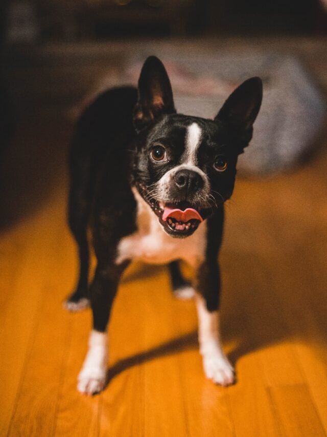 Boston Terrier