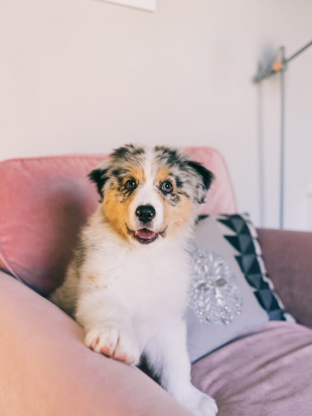 white and brown short coated dog on pink couch