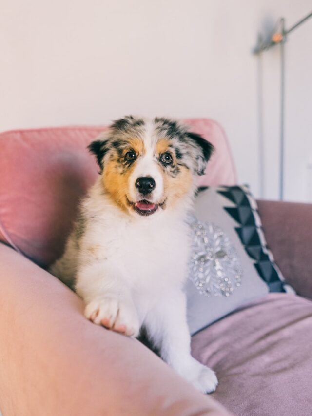 white and brown short coated dog on pink couch