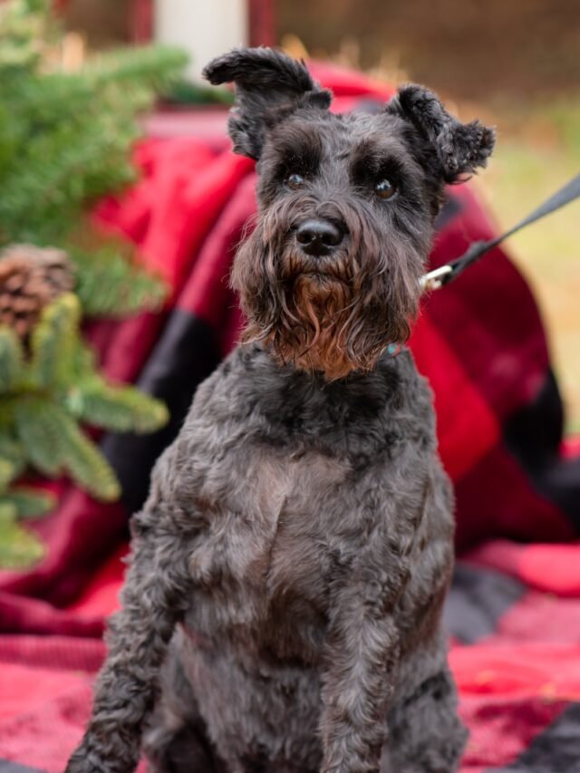 a black dog sitting on top of a bed next to a christmas tree