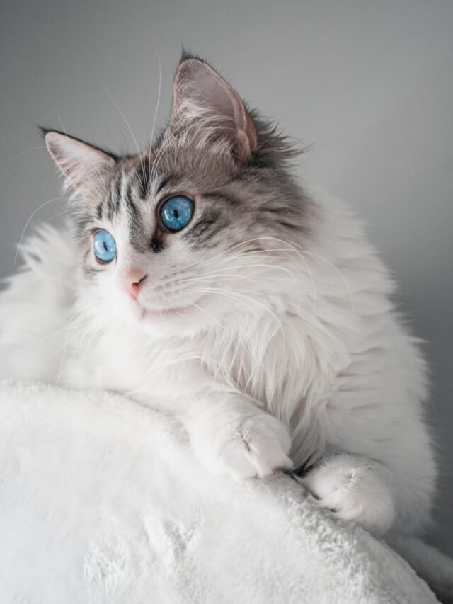 white and brown long fur cat