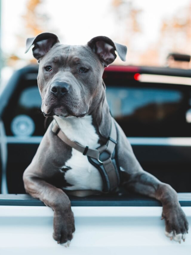 black and white american pitbull terrier puppy