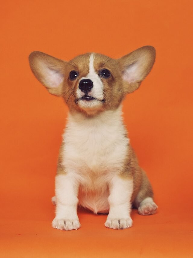 short-coated brown and white puppy
