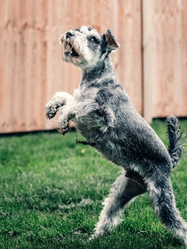 white and black long coat small dog on green grass field during daytime