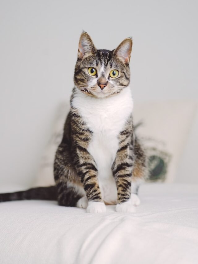 a cat sitting on top of a bed next to a pillow