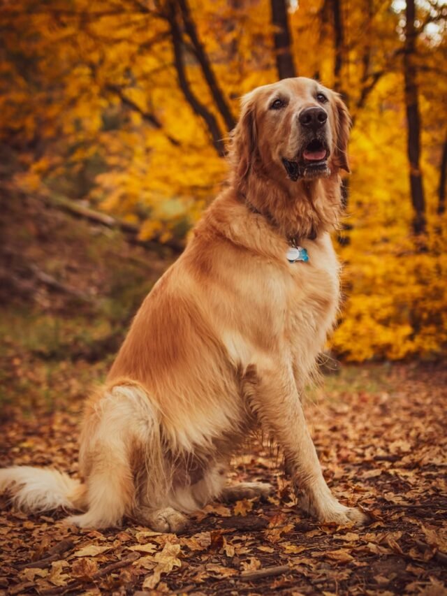 a golden retriever sitting in the leaves in a wooded area