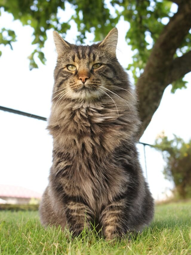 a cat sitting in the grass next to a tree