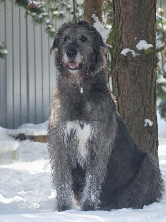 a dog sitting in the snow in front of a tree