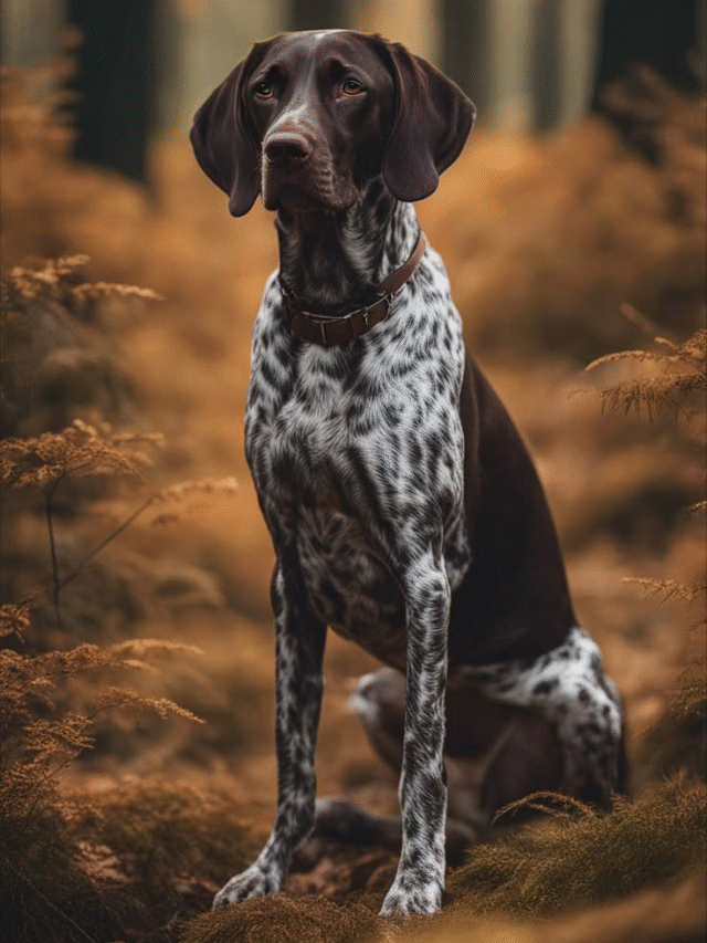 German Shorthaired Pointer