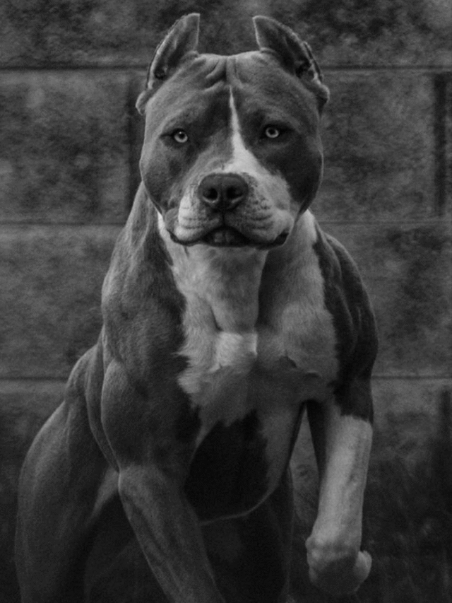Pitbull