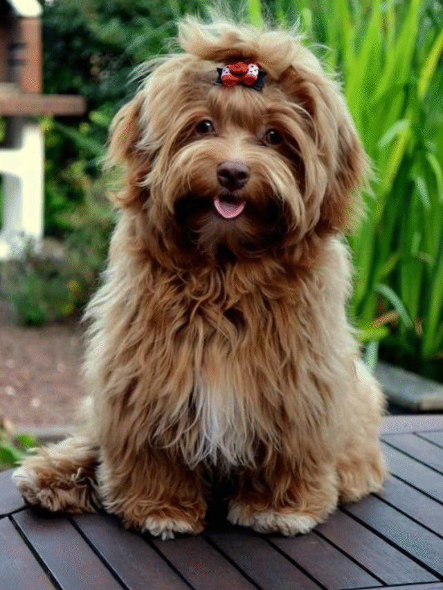 Havanese