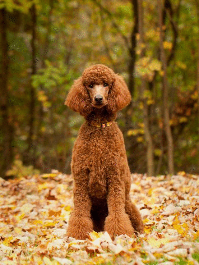 Poodle