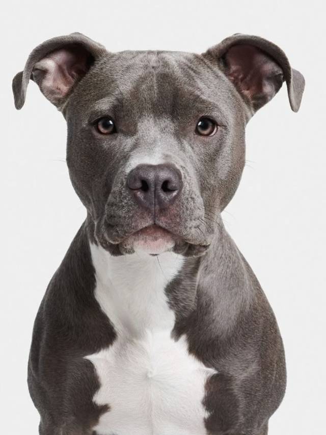 American Staffordshire Terrier
