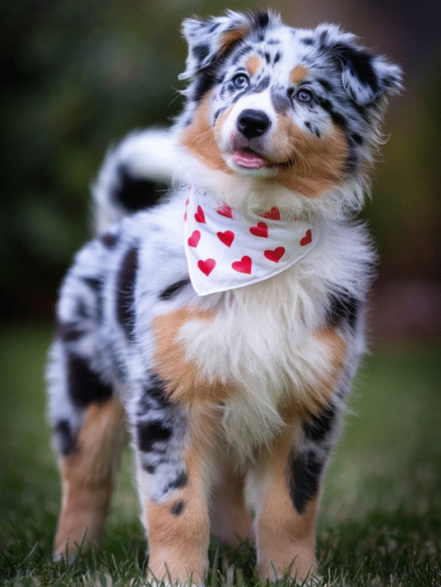 Mini Australian Shepherd