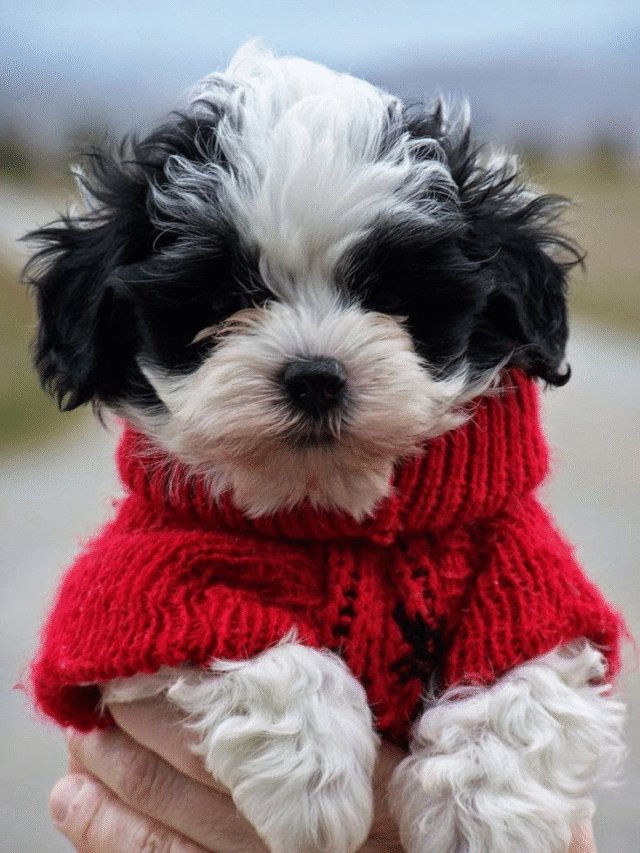 Havanese
