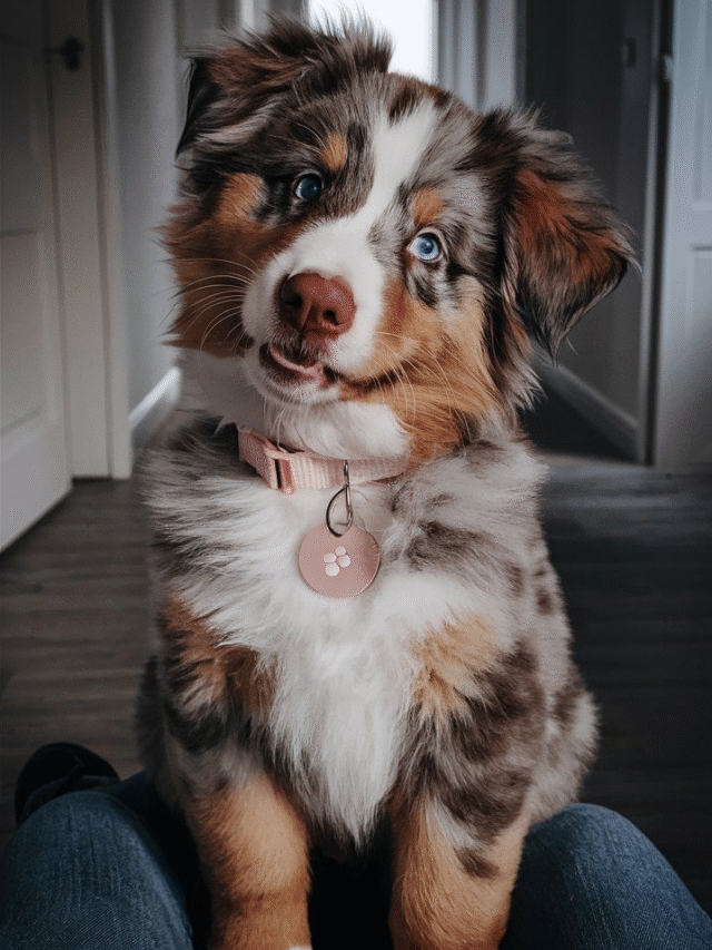 Mini Australian Shepherd